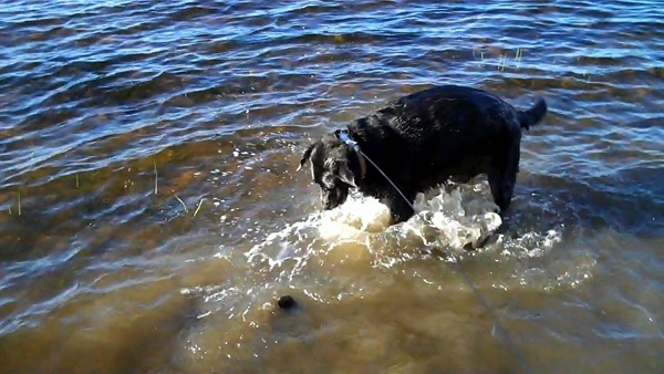 Jassper Digging at the beach