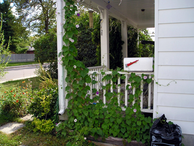 Morning Glories Climbing the porch