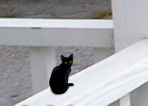 PasDeSnarrCat