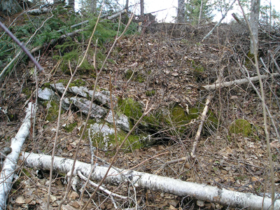 Fallen Birches and Rocks near the roots
