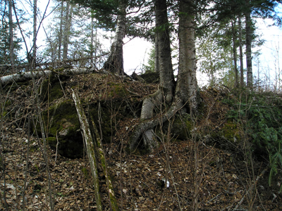 Roots holding hands at the top of the hill.