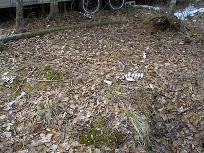 Bones near my
