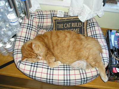 Moe-Busily holding down his cushion.